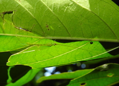 Apochrysa evanida