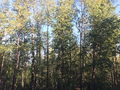 Nothofagus glauca