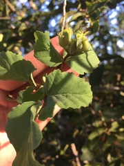 Nothofagus glauca