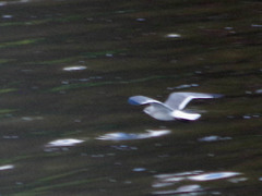 Leucophaeus pipixcan