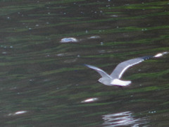 Leucophaeus pipixcan