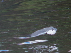 Leucophaeus pipixcan