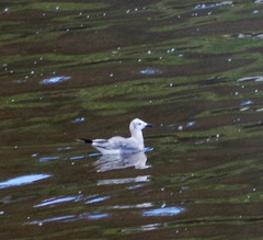 Leucophaeus pipixcan