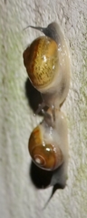 Kerkophorus