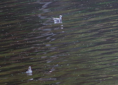 Leucophaeus pipixcan