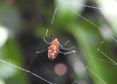 Argyrodes