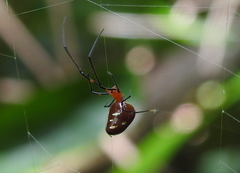 Argyrodes