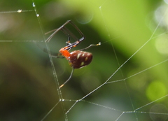 Argyrodes