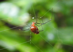 Argyrodes