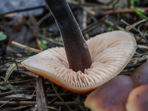 Cucumber Cap