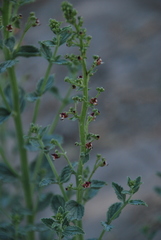 Scrophularia canescens
