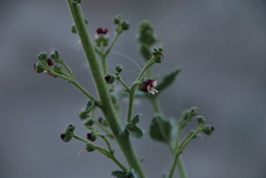 Scrophularia canescens