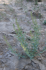 Scrophularia canescens