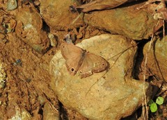Cissia pseudoconfusa