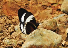 Heliconius sapho