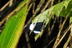 Heliconius sapho