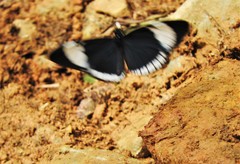 Heliconius sapho