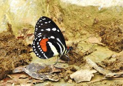 Elzunia humboldt
