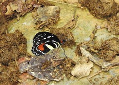 Elzunia humboldt