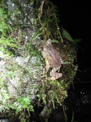 Megophrys montana