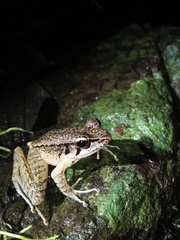 Wijayarana