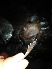 Wijayarana
