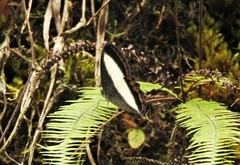 Oressinoma typhla typhla