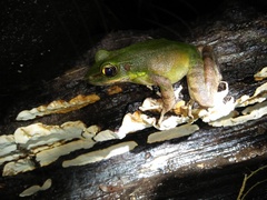 Odorrana hosii