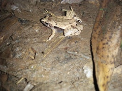 Microhyla achatina