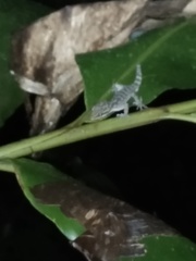 Cyrtodactylus