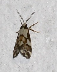 Philenora chionastis