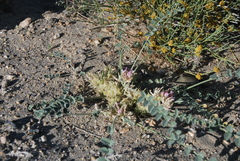 Astragalus sabuletorum