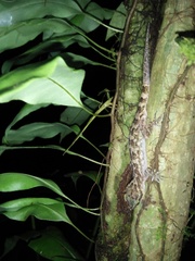 Cyrtodactylus