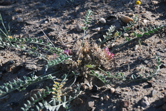 Astragalus sabuletorum
