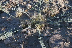 Astragalus sabuletorum