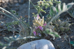 Astragalus sabuletorum