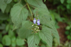 Salvia rypara