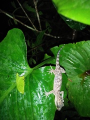 Cyrtodactylus