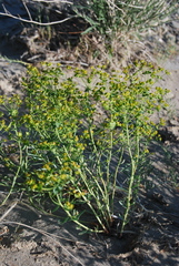 Euphorbia subcordata