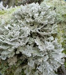 Sphaerophorus stereocauloides