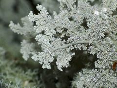Sphaerophorus stereocauloides