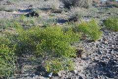 Euphorbia subcordata