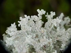 Sphaerophorus stereocauloides
