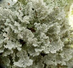 Sphaerophorus stereocauloides