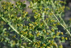 Euphorbia subcordata