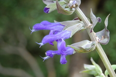 Salvia atrocyanea