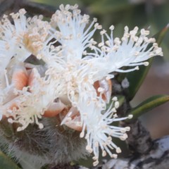Melaleuca podiocarpa
