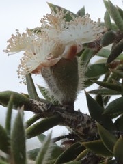 Melaleuca podiocarpa