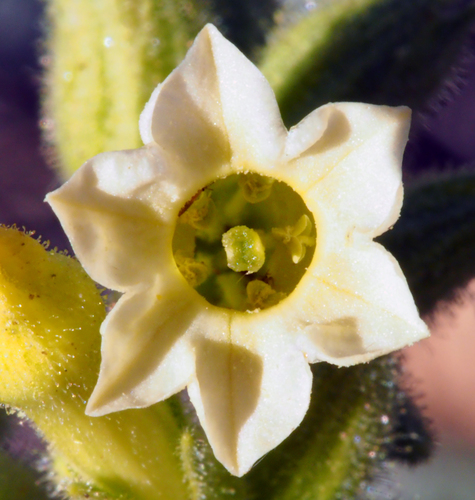 desert tobacco