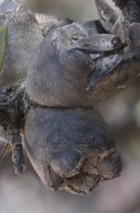 Melaleuca podiocarpa